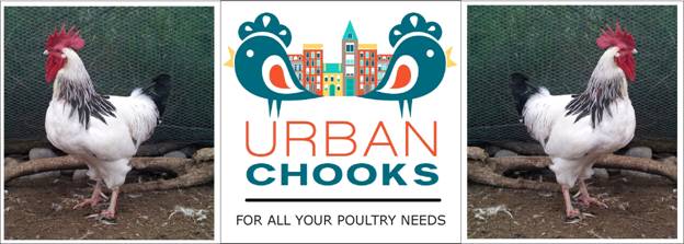 UrbanChooksWebHeader.JPG